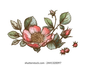 Boutonniere of wild rose flowers and berries Clip art, set of elements for design Graphic drawing, engraving style. Vector illustration. In botanical style