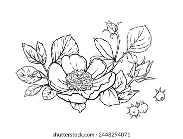 Boutonniere of wild rose flowers and berries Clip art, set of elements for design Outline hand drawing vector illustration. In botanical style