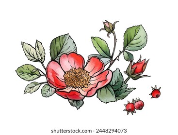 Boutonniere of wild rose flowers and berries Clip art, set of elements for design Outline hand drawing vector illustration. In botanical style