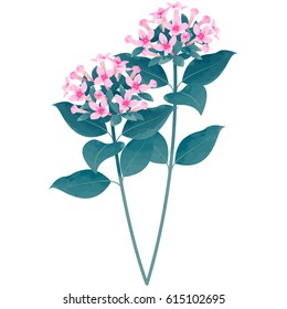 bouvardia - birth flower vector illustration in watercolor paint textures