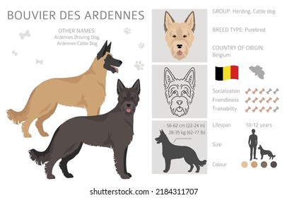 Bouvier des Ardennes clipart. Different coat colors and poses set.  Vector illustration