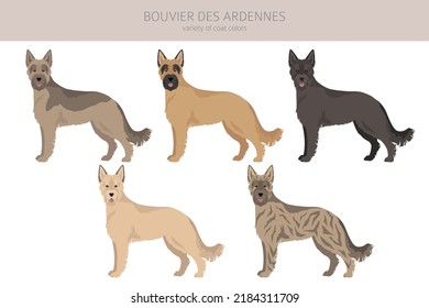 Bouvier des Ardennes clipart. Different coat colors and poses set.  Vector illustration