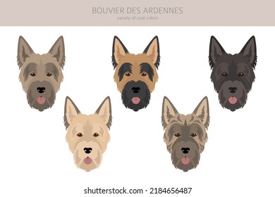 Bouvier des Ardennes clipart. Different coat colors and poses set.  Vector illustration