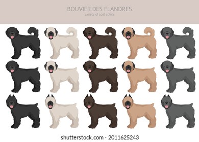 Clíparte de Bouvier des Flandres. Colores y poses diferentes.  Ilustración del vector