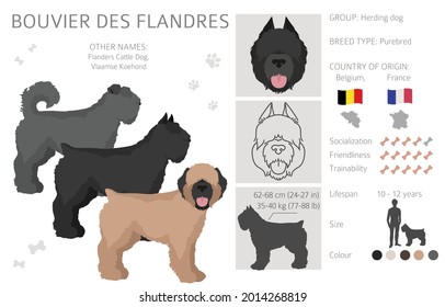 Bouvier des Flandres clipart. Different coat colors and poses set.  Vector illustration