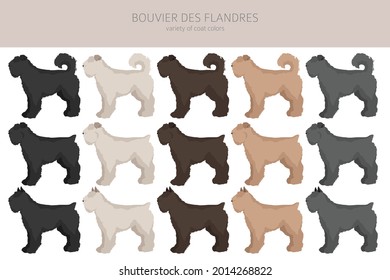 Bouvier des Flandres clipart. Different coat colors and poses set.  Vector illustration