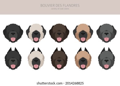 Clíparte de Bouvier des Flandres. Colores y poses diferentes.  Ilustración del vector