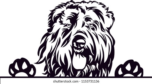 Bouvier Des Flandres Perro Raza Amor Peeking Mascota Marioneta Mamá Diseño Cinta Cinta Aislada Cabeza Cara Aislada
