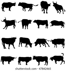 Bovine animals from around the world.