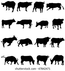 Bovine animals from around the world.