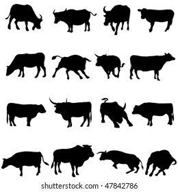 Bovine animals from around the world.