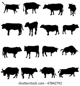 Bovine animals from around the world.