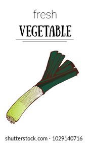 bow leek hand drawing, vector illustration on white background