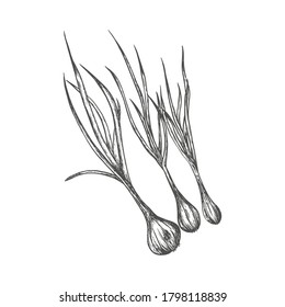Bow vector illustration in black and white colors. Hand-drawn.