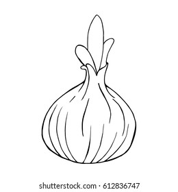 Bow. Young onions. Vector illustration of a bow. Hand drawn young onions.