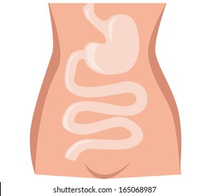 Bowel illustration