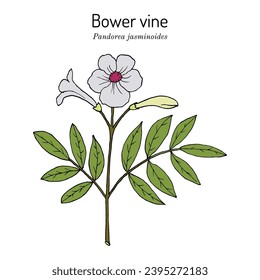 Bower vine (Pandorea jasminoides), ornamental plant. Hand drawn botanical vector illustration