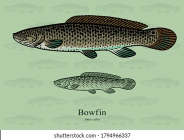 62 Bowfin fish Images, Stock Photos & Vectors | Shutterstock