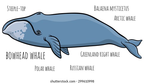bowhead or greenland whale  - hand drawn vector illustration