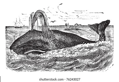 Bowhead Whale or Balaena mysticetus, vintage engraving. Old engraved illustration of a Bowhead Whale.