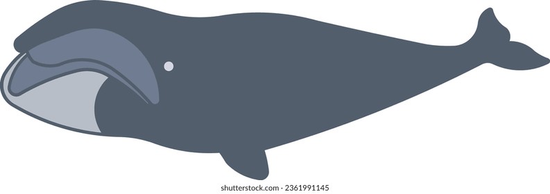 Bowhead whale whale fish mammal ocean