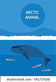 The bowhead whale floats in the sea. Vector drawing of a series of Arctic animals. Flat style illustration