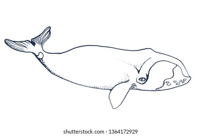 bowhead whale isolated on white background,vector illustration hand drawing