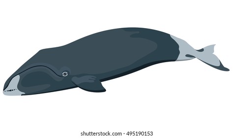 bowhead whale marine icon with cartoon flat whale isolated on white, whale flat 