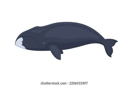 Bowhead whale. Vector illustration of a colorful bowhead whale isolated on white. Flat design, side view.