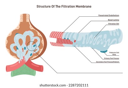 Bowman's capsule' filtration membrane structure. Renal corpuscle filtering blood from urine. Cross section diagram. Human nephron anatomy, excretory system studying. Flat vector illustration
