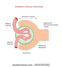 Bowmans capsule, found in the kidney, is a cup-shaped structure that surrounds the glomerulus, filtering blood to begin urine formation.Biology concept.





