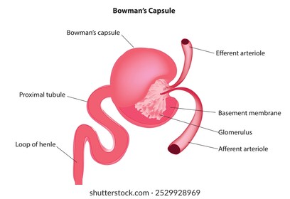 Cápsula de Bowman con diagrama etiquetado