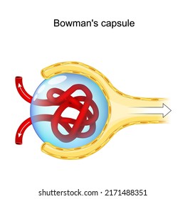 Bowman's Capsule Structure. Renal Corpuscle That Performs The Filtration Of Blood To Form Urine. Human Nephron, Anatomy. Glomerulus (red Blood Vessels), Bowman's Capsule And Proximal Tubule