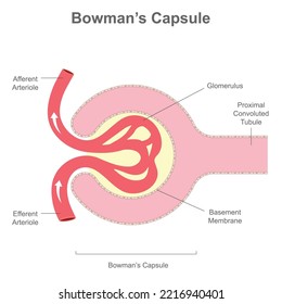 Bowman's Capsule Structure. Renal Corpuscle That Performs The Filtration Of Blood To Form Urine. Human Nephron, Anatomy. Glomerulus And Excretion Process. 