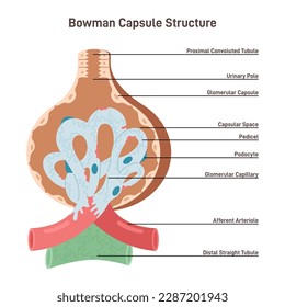 Bowman's capsule structure. Renal corpuscle filtering blood from urine. Cross section diagram. Healthy internal organ. Human nephron anatomy, excretory system studying. Flat vector illustration
