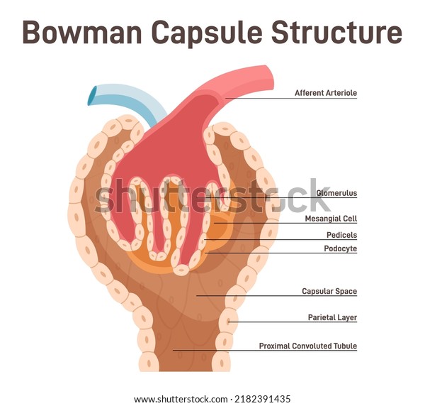 Bowman\'s capsule structure. Renal corpuscle\
filtering blood from urine. Cross section diagram. Healthy internal\
organ. Human nephron anatomy, excretory system studying. Flat\
vector illustration