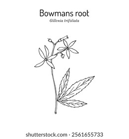 Bowmans root or Indian physic (Gillenia trifoliata), medicinal plant. Hand drawn botanical vector illustration