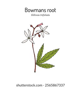 Bowmans root or Indian physic (Gillenia trifoliata), medicinal plant. Hand drawn botanical vector illustration
