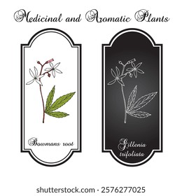 Bowmans root or Indian physic (Gillenia trifoliata), medicinal plant. Hand drawn botanical vector illustration