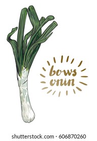 bows onion. hand drawn vector illustration on a white background