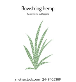 Bowstring Hemp (Sanseviera aethiopica), ornamental and medicinal plant. Hand drawn botanical vector illustration