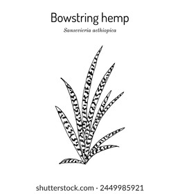 Bowstring Hemp (Sanseviera aethiopica), ornamental and medicinal plant. Hand drawn botanical vector illustration