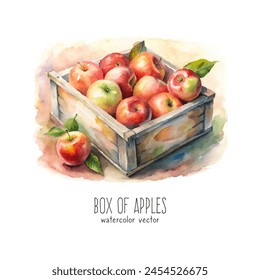 Box of apples isolated on white background. Freshly picked red apples from farm orchard. Hand drawn watercolor vector illustration.