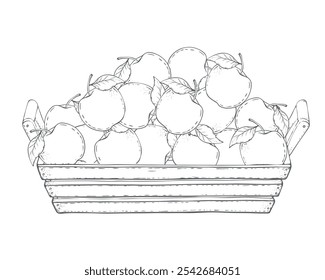 Box of apples vector Illustration On a white background. Ingredient for juice, mulled wine, recipes, charlotte, jam, preserves, compotes. Harvest in the garden. Printing typography, textiles 