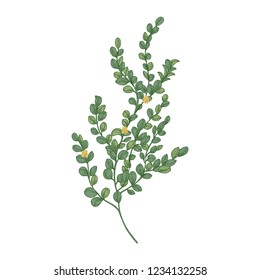 Box or boxwood plant isolated on white background. Natural drawing of poisonous wild evergreen shrub used in herbal medicine or herbalism. Hand drawn vector illustration in elegant vintage style.