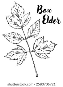 Box elder leaf line art vector illustration. Leaves, botanical engraving element, ink, line drawing