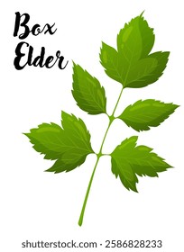 Box elder leaf vector illustration. Leaves, botanical design element, European trees, botany, plant