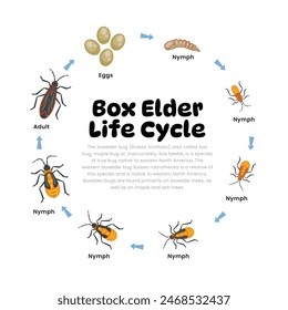 Box Elder Life Cycle Diagram für Wissenschaft Bildung Entwicklung Prozess Schema Illustration, Verschiedene Insekten Stadien von Stadien - Eier, Larve, Puppe, Erwachsene Box Elder Bug, Reproduktion Erklärung.