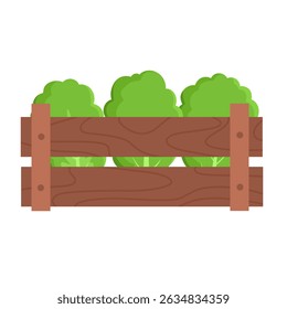 Box with green lettuce, agriculture.