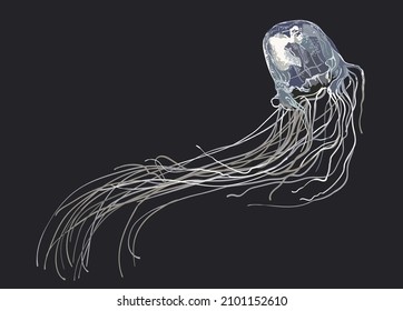 Box jellyfish pictures, dangerous, tentakel, art.illustration, vector